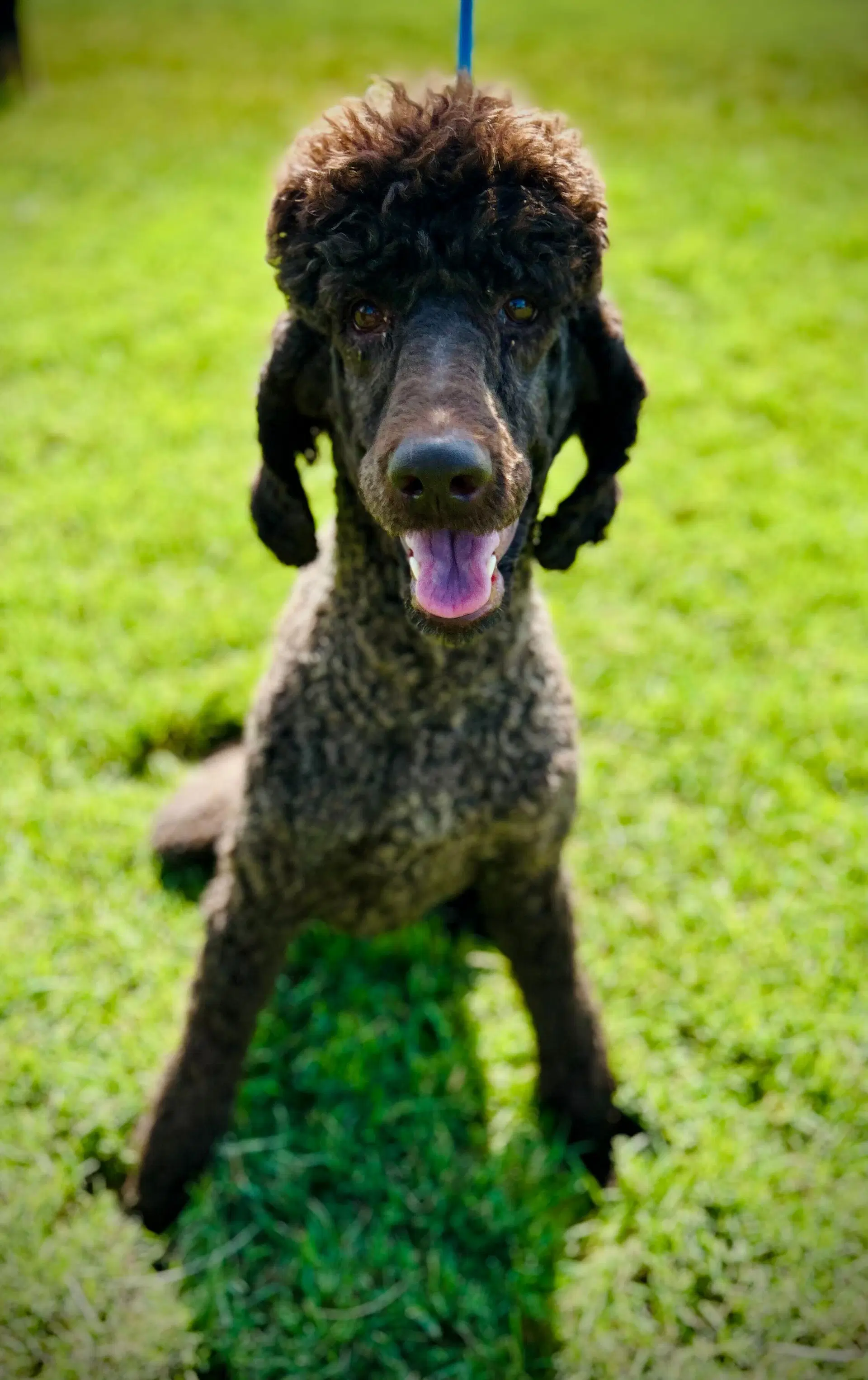 Cocoa Jul - Poodle (Standard)