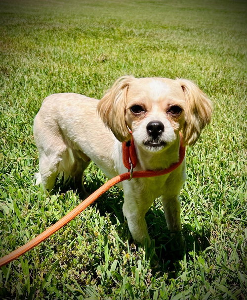 picture of the dog needing adoption