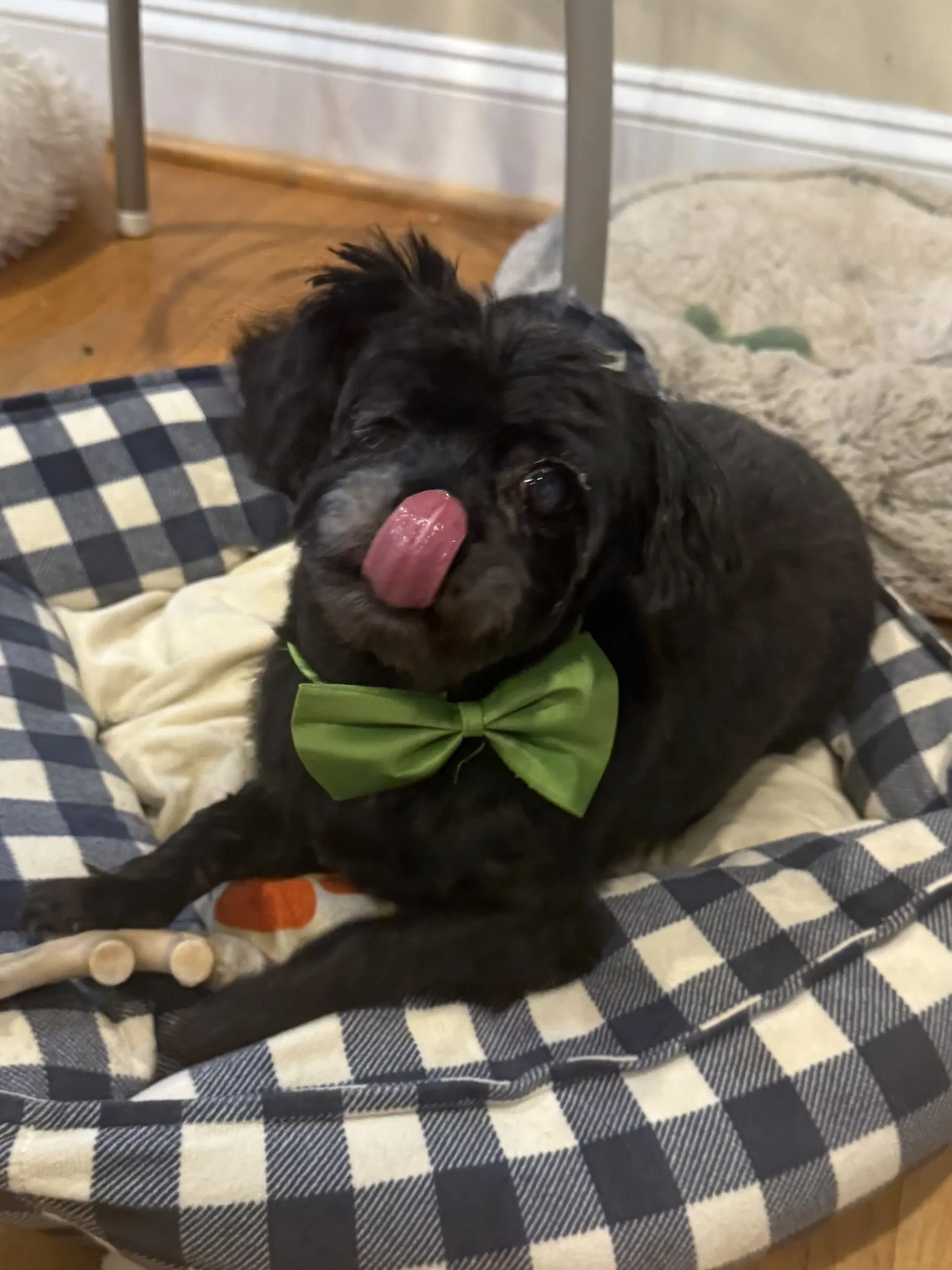 Mike Jul  - In Foster In Raleigh Nc - Maltese