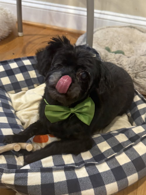 MIKE JUL 25 - IN FOSTER IN RALEIGH, NC - Maltese available for adoption
