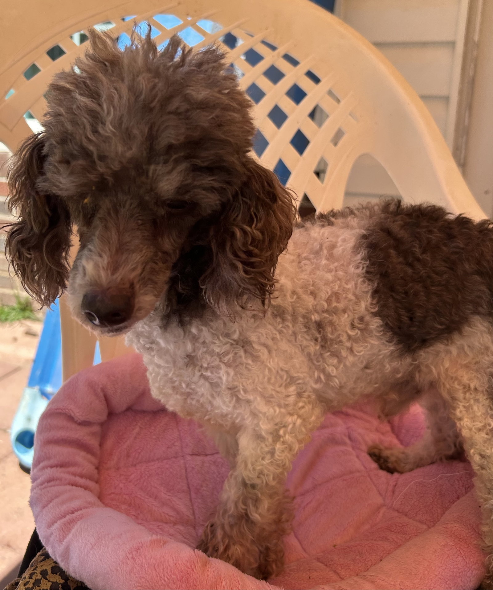 Photo 2 of 8 — Oliver Jul 25 - I am special