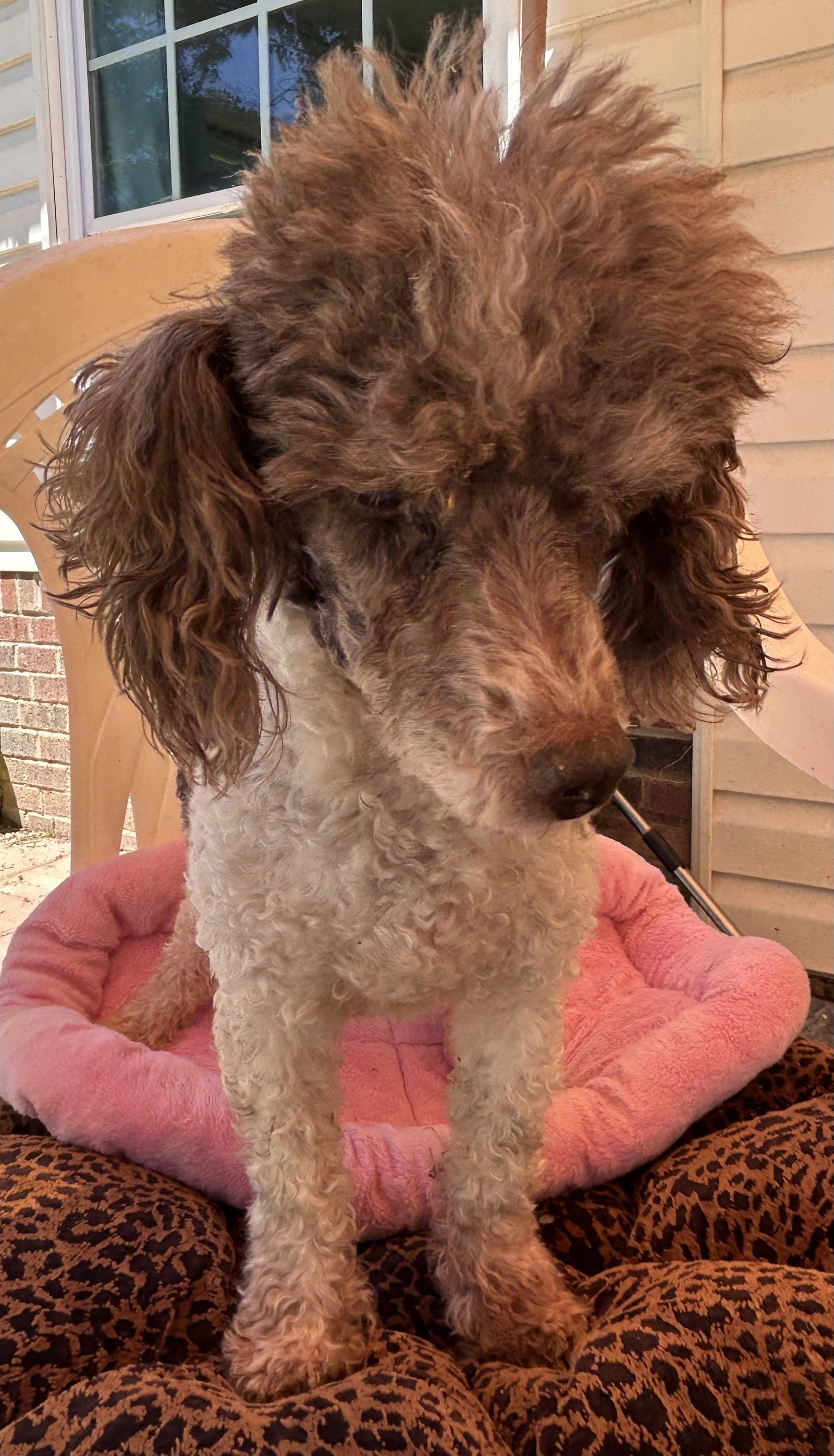 Photo 7 of 8 — Oliver Jul 25 - I am special