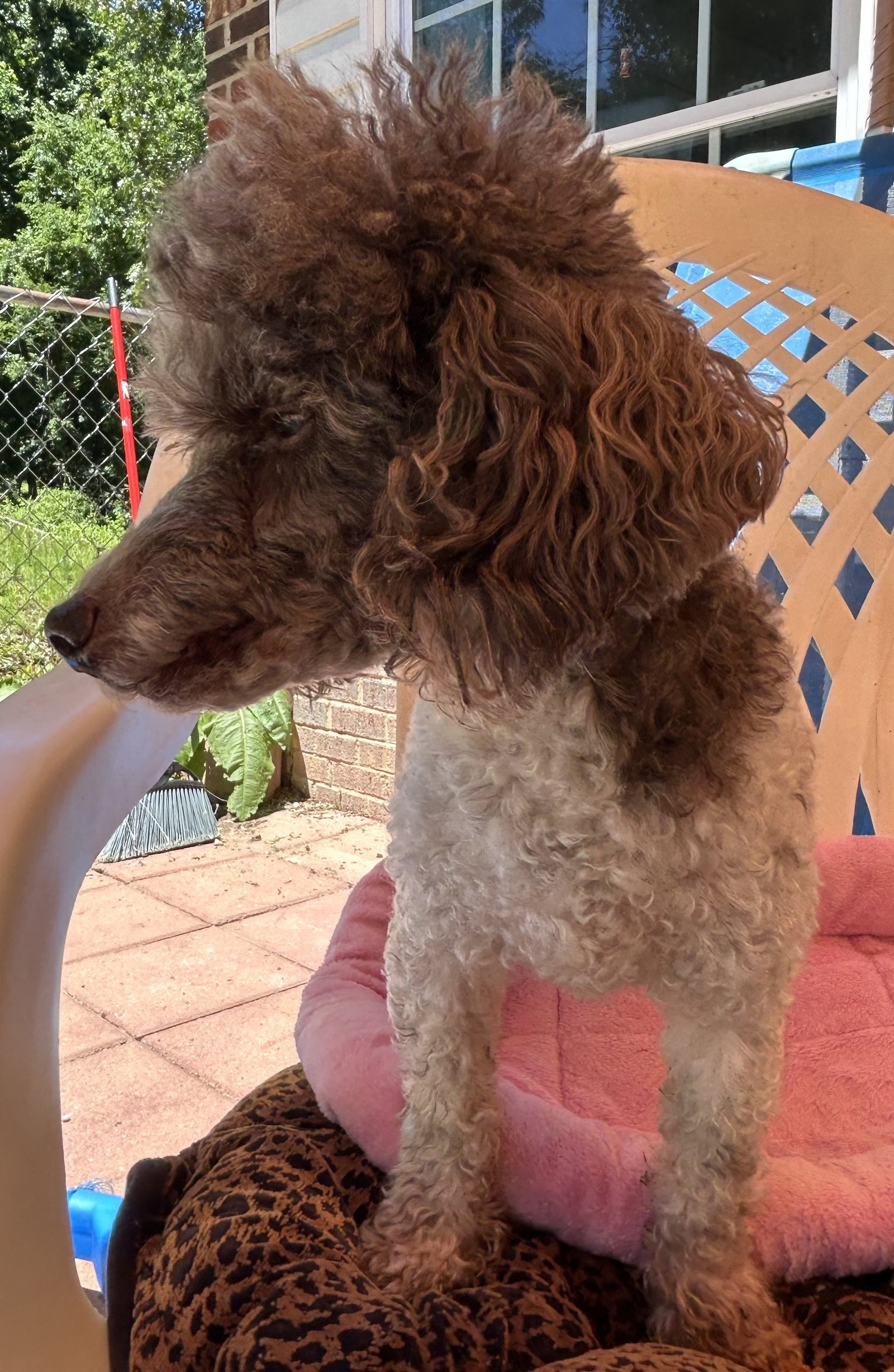 Photo 5 of 8 — Oliver Jul 25 - I am special