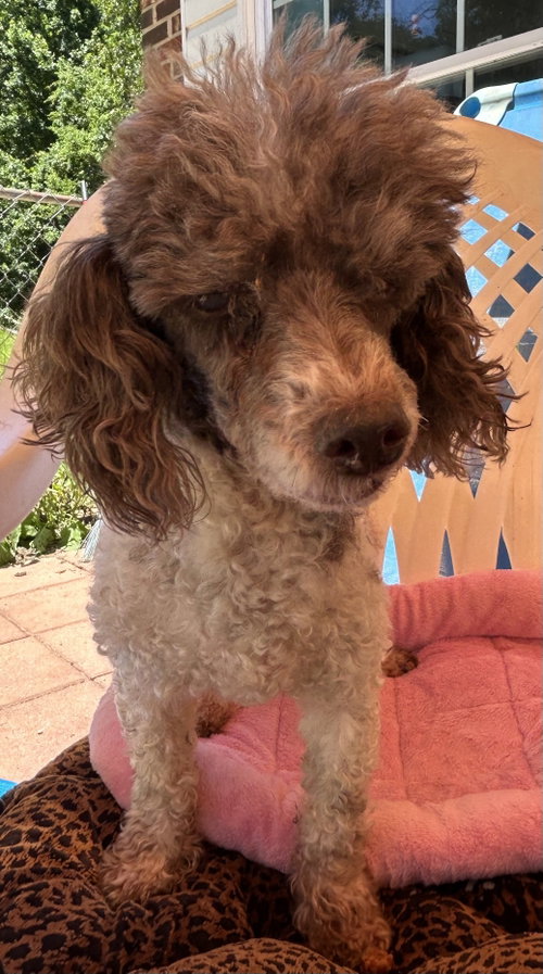 Oliver Jul 25 - I am special, an adoptable Poodle in Pacolet, SC
