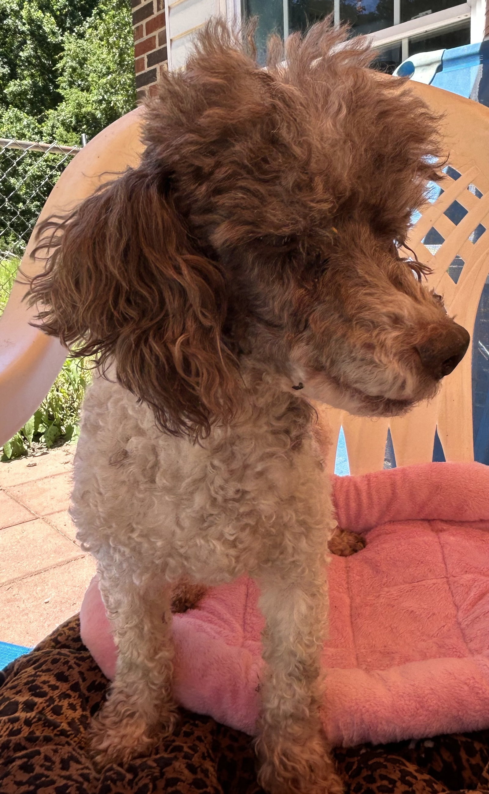 Photo 4 of 8 — Oliver Jul 25 - I am special