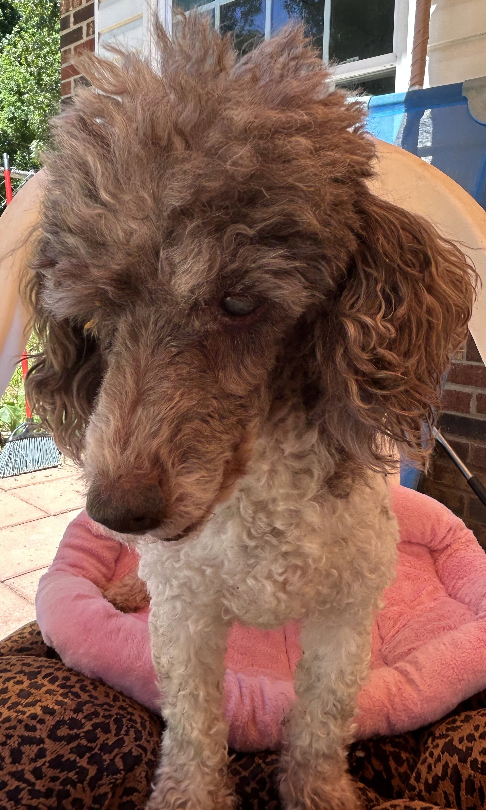 Photo 3 of 8 — Oliver Jul 25 - I am special