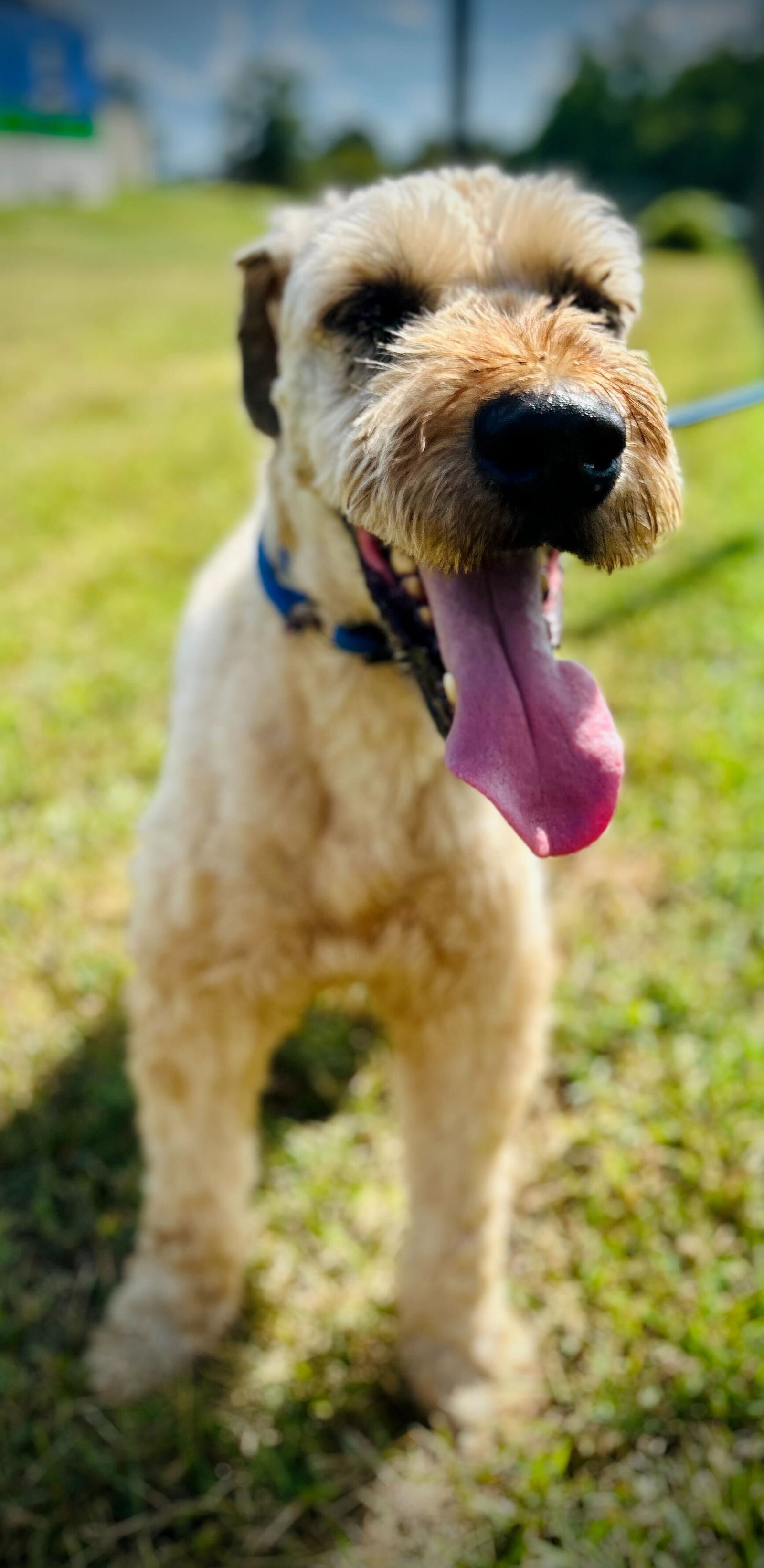 <strong> Marley Jul 25</strong> <br/> <small>Wheaten Terrier (long coat)</small>