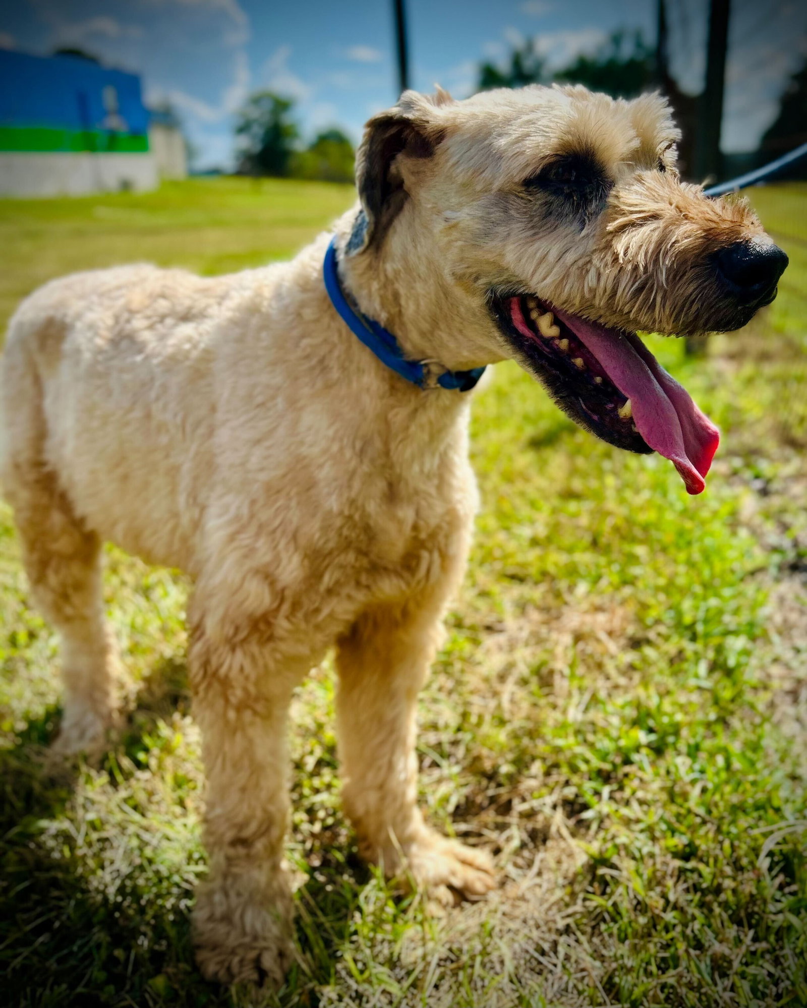 Dog Image