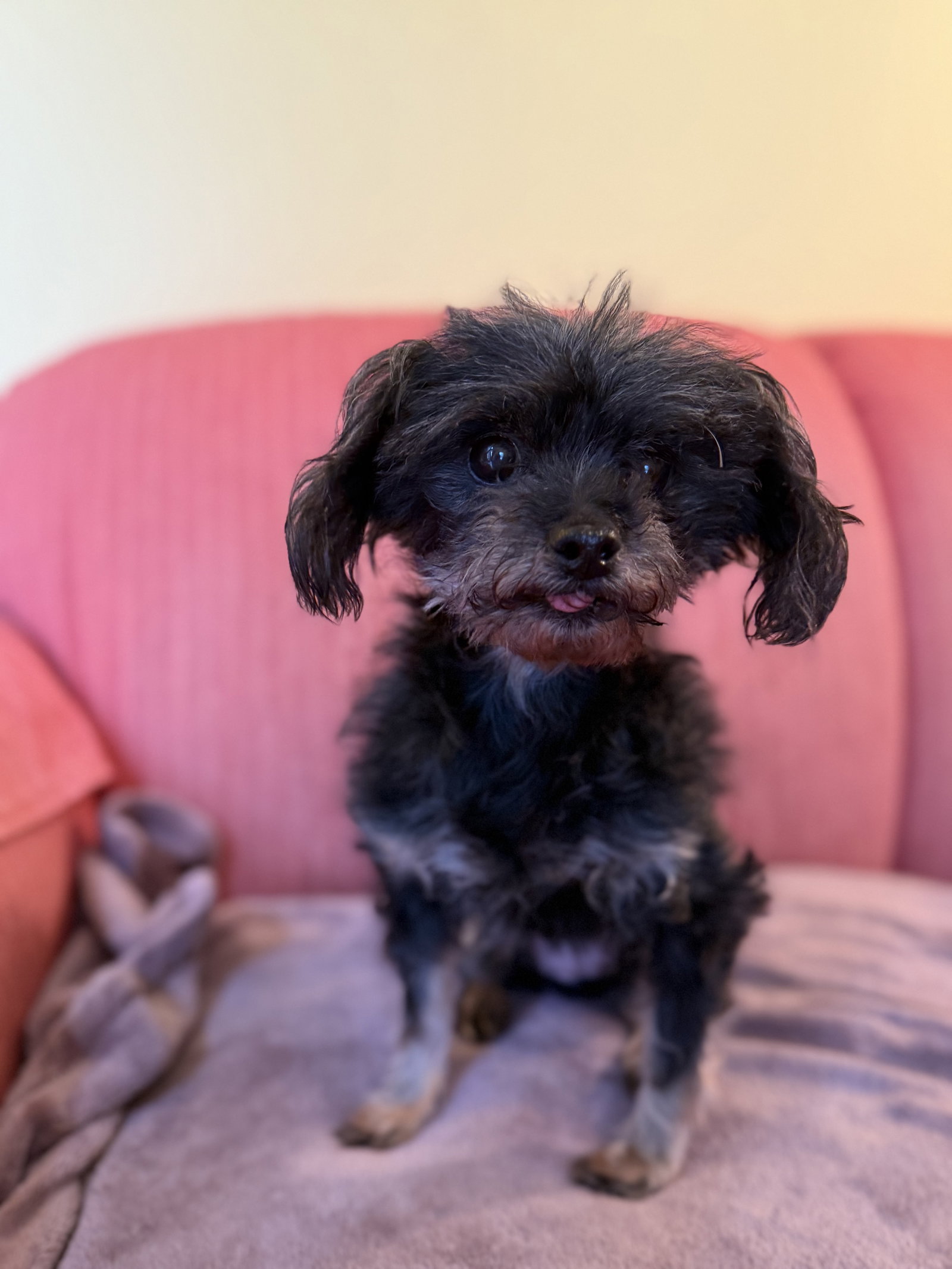 Photo 2 of 4 — Priscilla Jul 25 - In Foster in Raleigh, NC