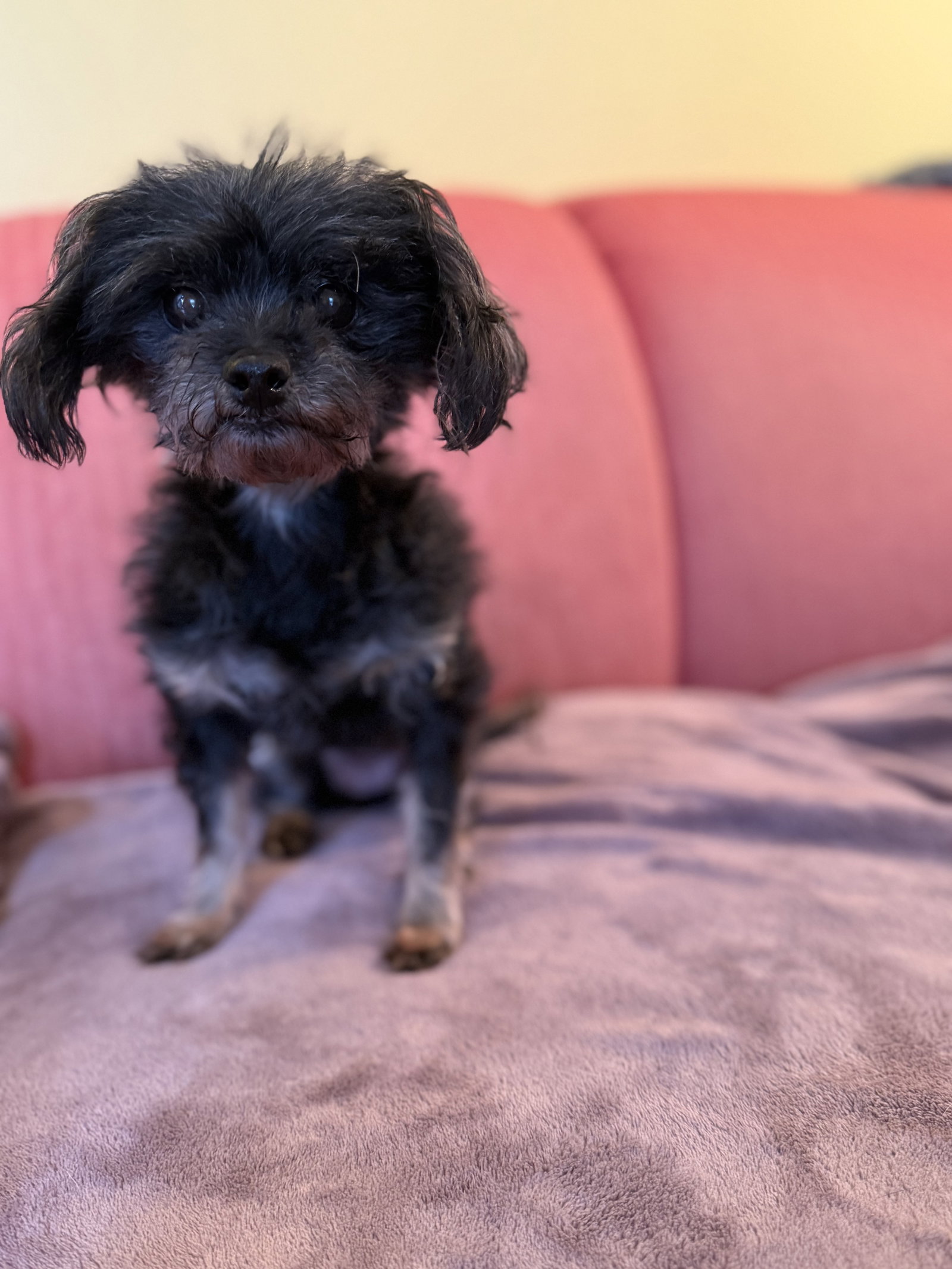 Photo 3 of 4 — Priscilla Jul 25 - In Foster in Raleigh, NC