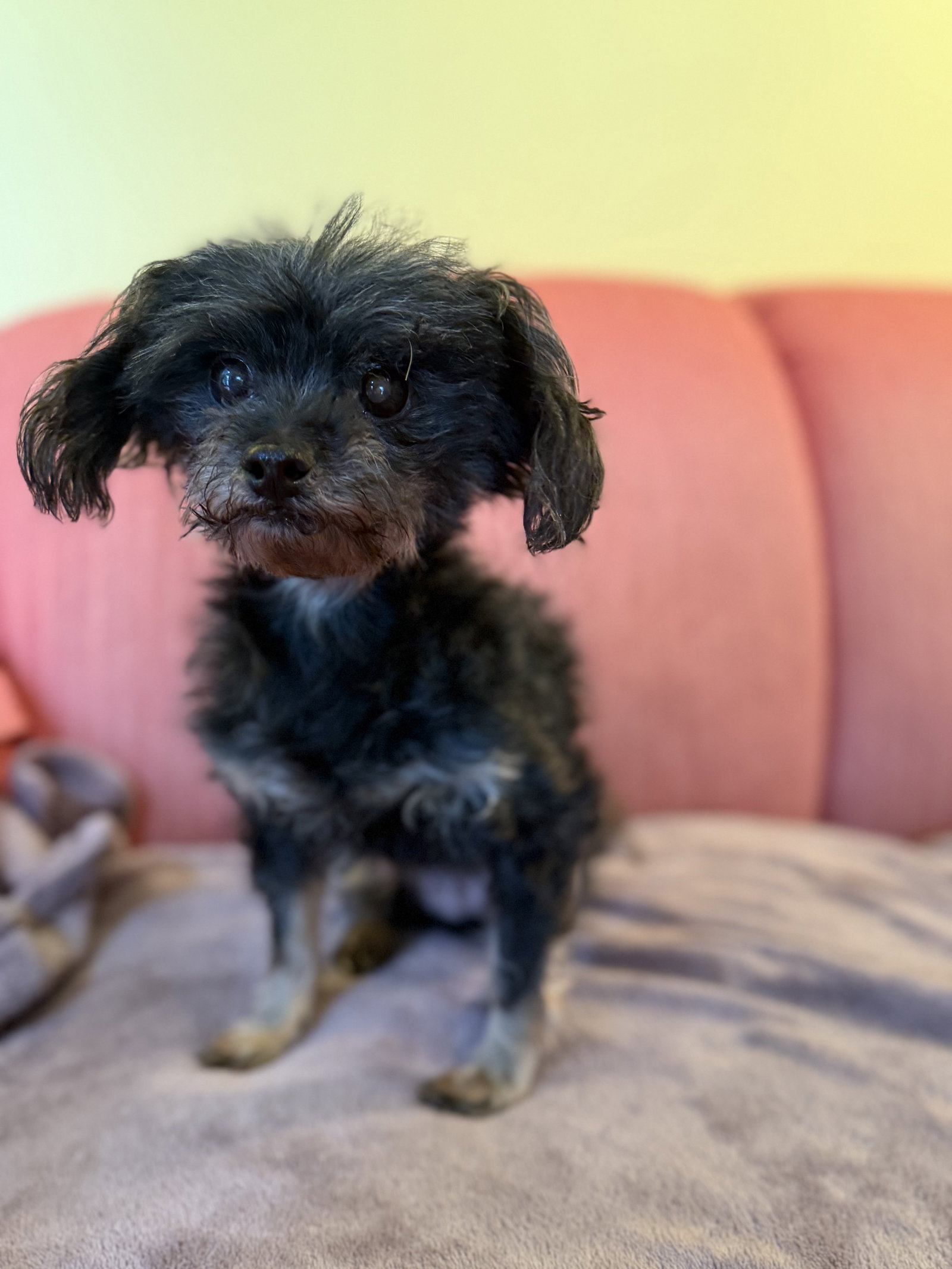 Photo 4 of 4 — Priscilla Jul 25 - In Foster in Raleigh, NC