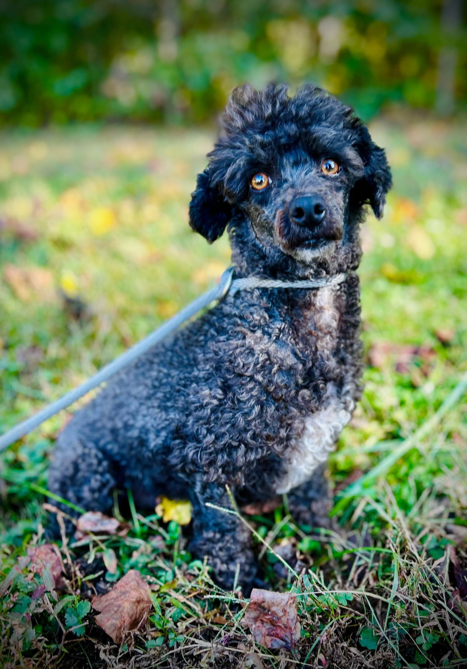 <strong> Pluto Jul 25</strong> <br/> <small>Poodle (Toy) (long coat)</small>