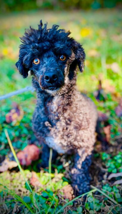 Dog Image