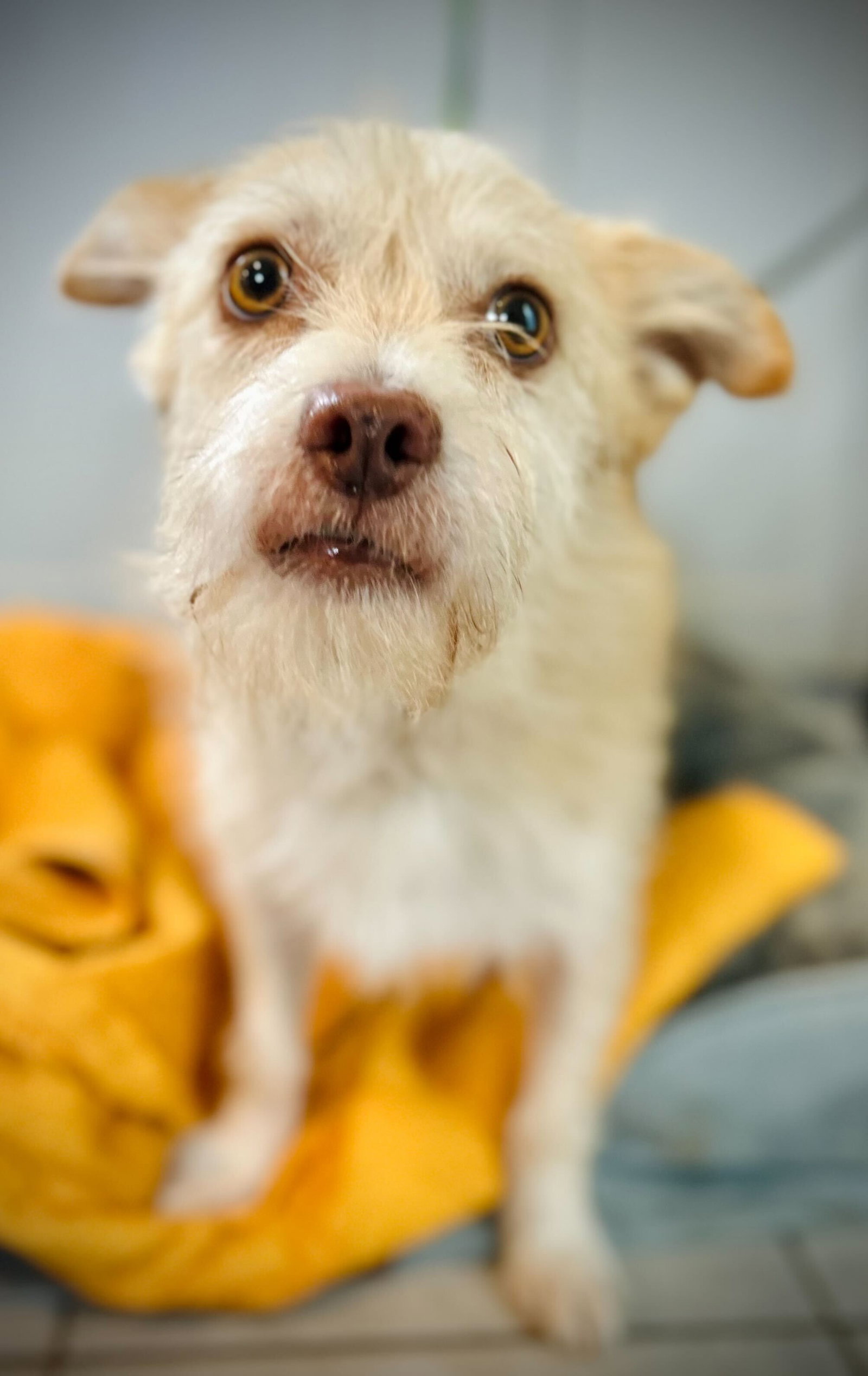 Dog Image