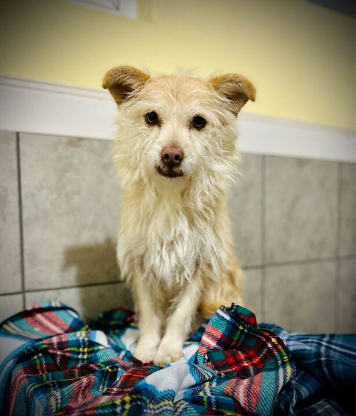 Underdog Aug 25, an adoptable Terrier in Pacolet, SC