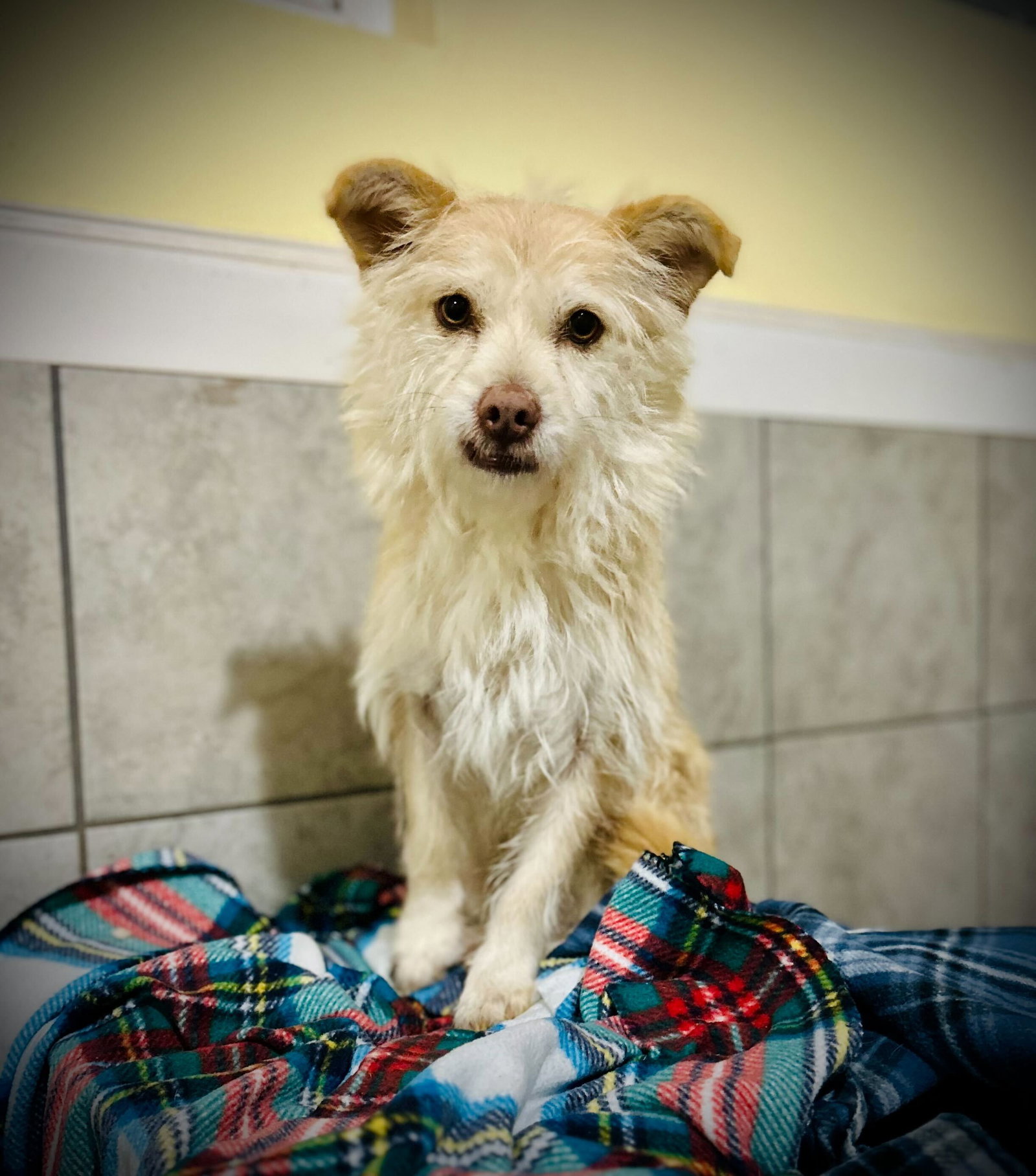 Dog Image