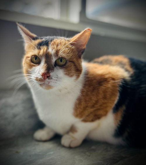 TETRA AUG 25 - Torbie available for adoption