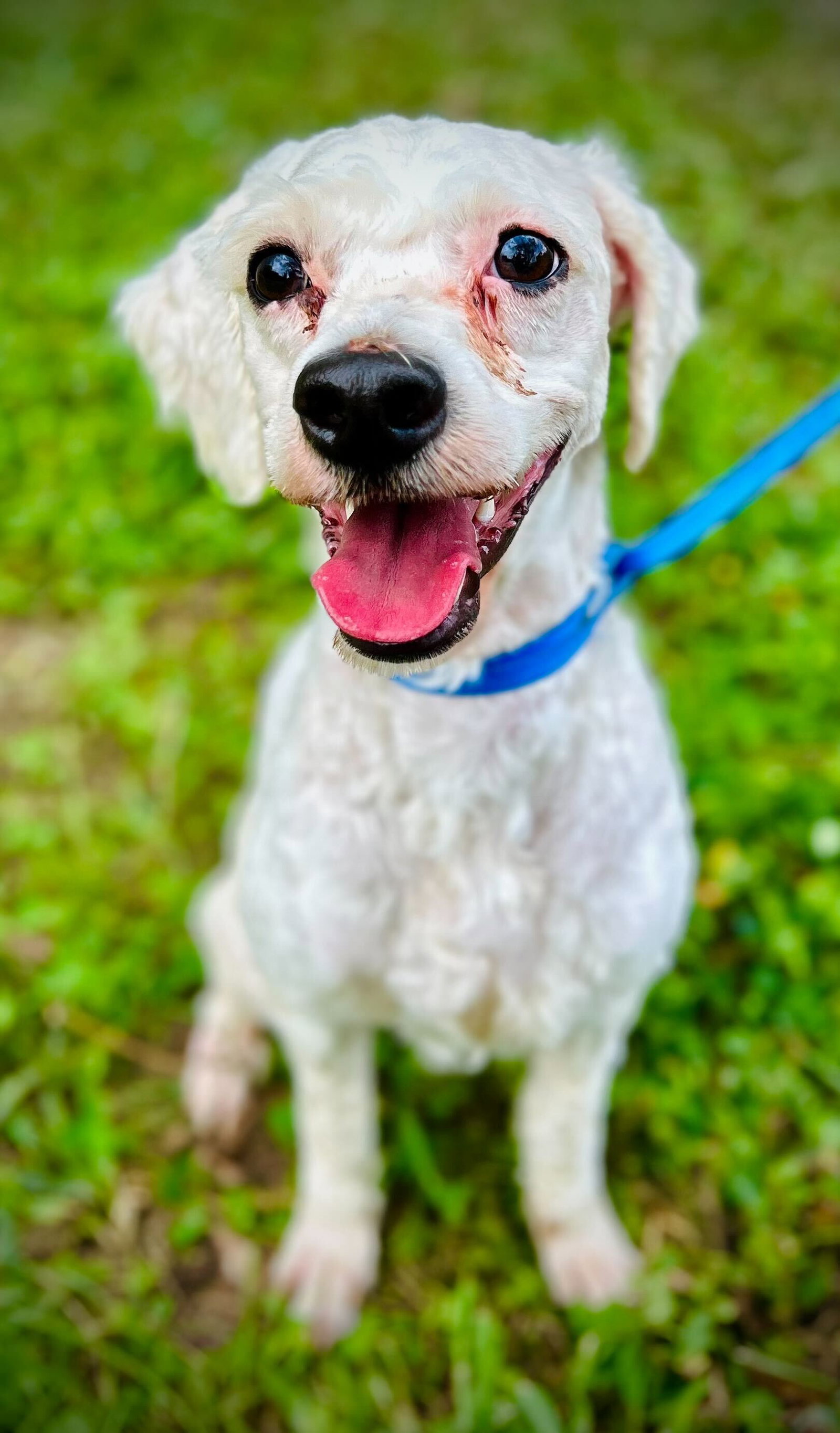 Photo 2 of 7 — Bucce (Teddy) Aug 25