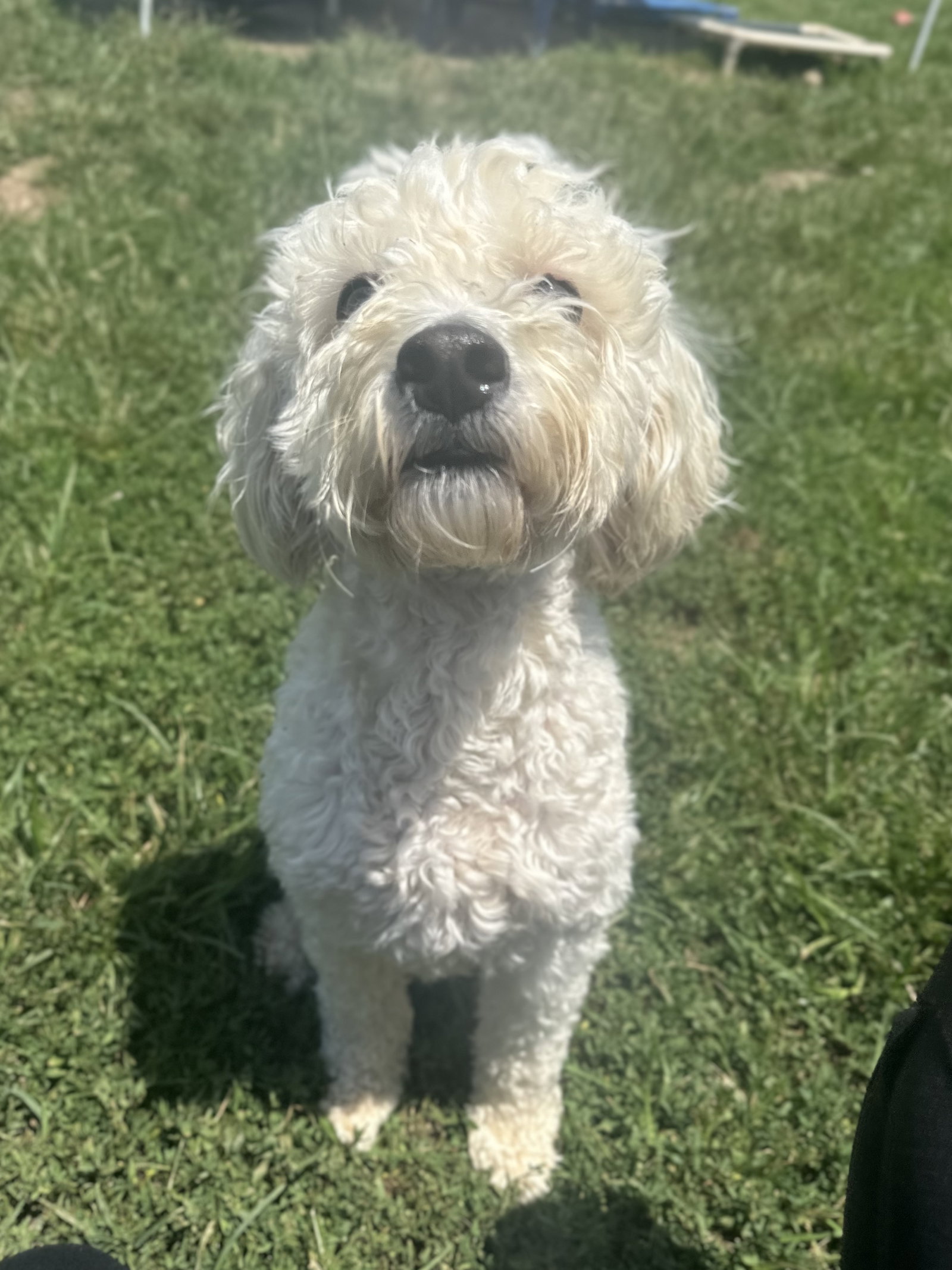 Photo 5 of 7 — Bucce (Teddy) Aug 25