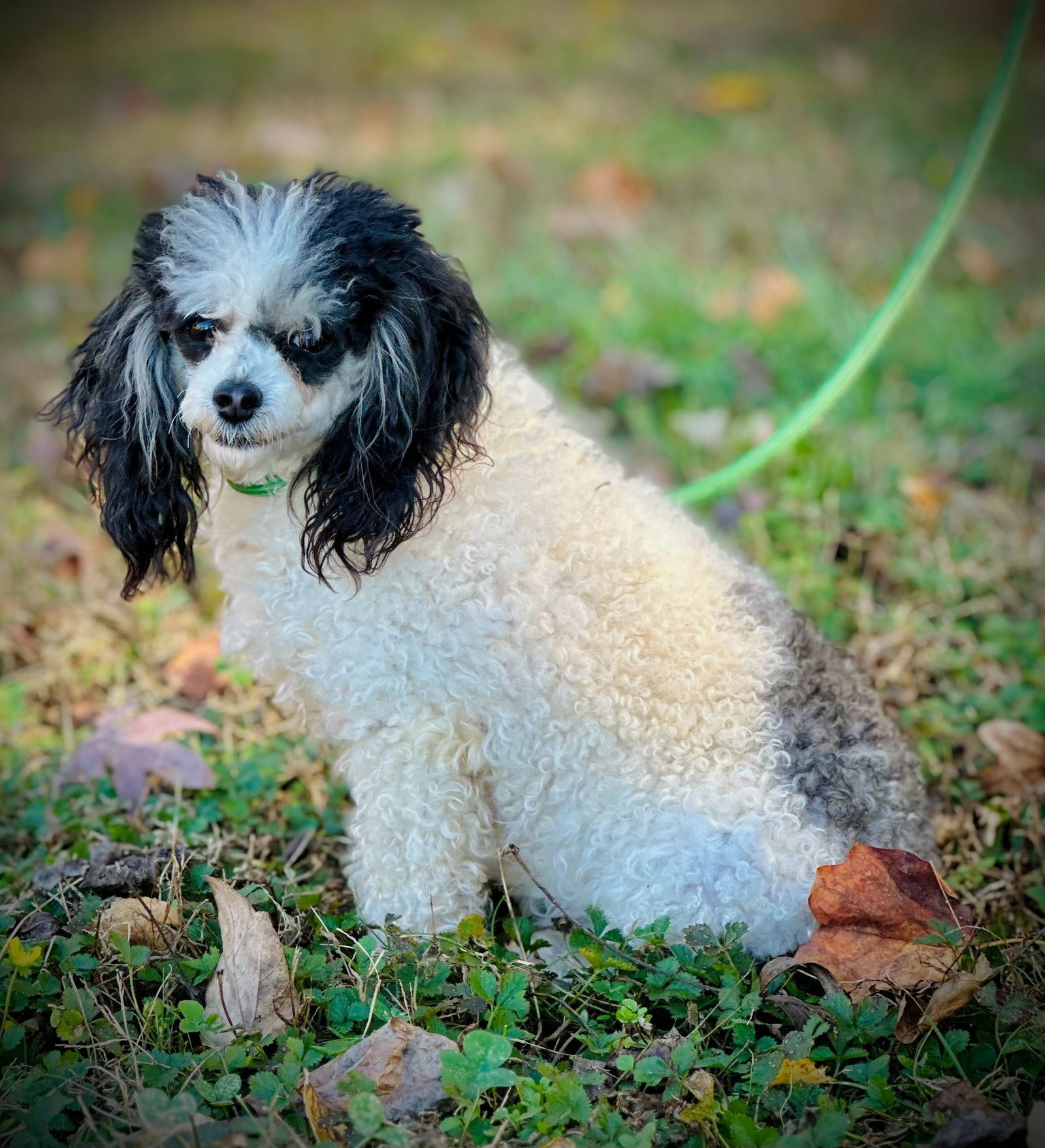 Poodle Toy Puppies for sale - TDKennels, image size:1600x1758