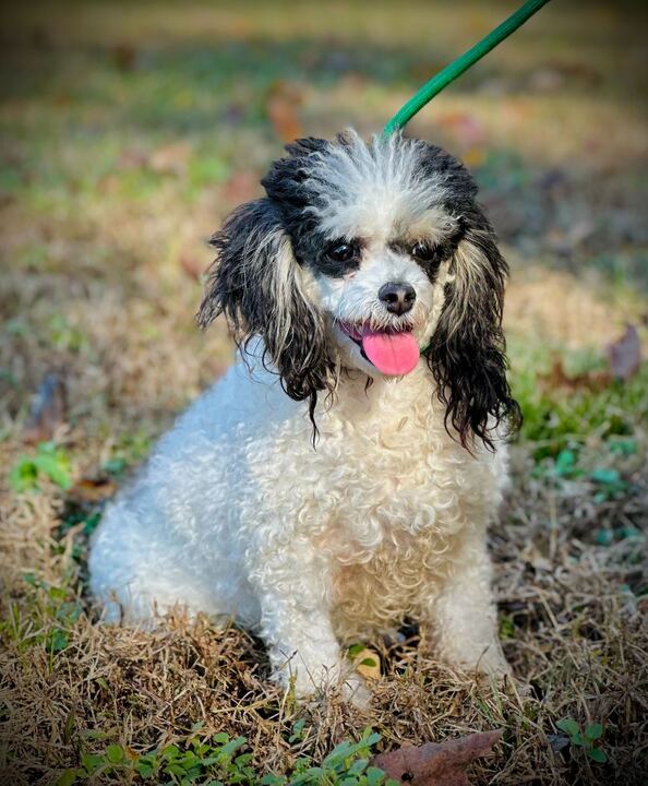 Dog Image