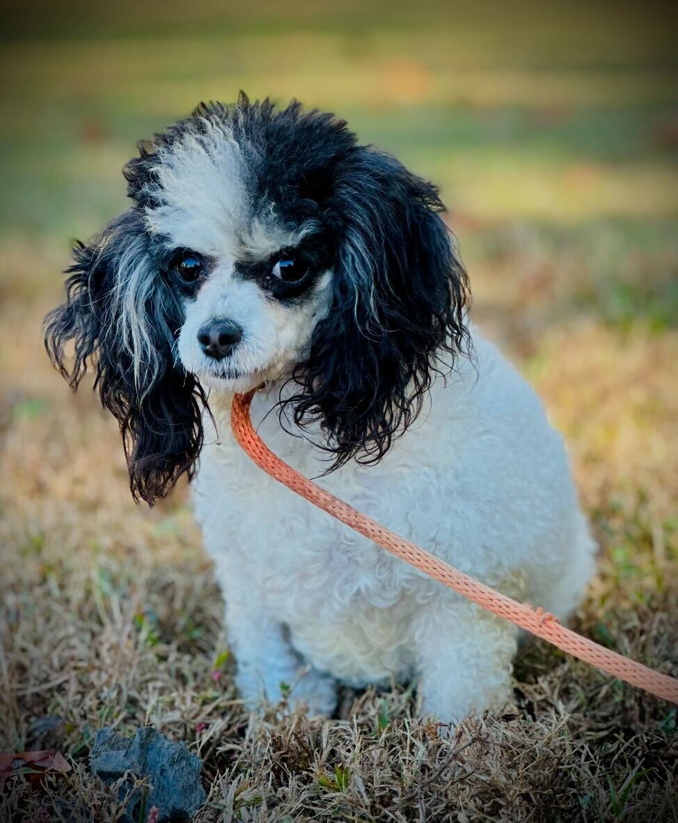 Dog Image