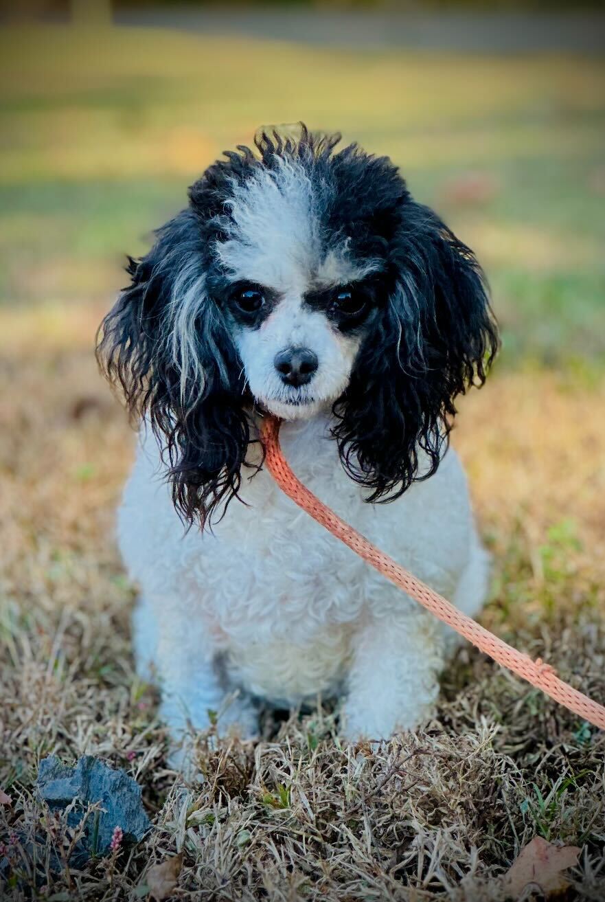 Dog Image