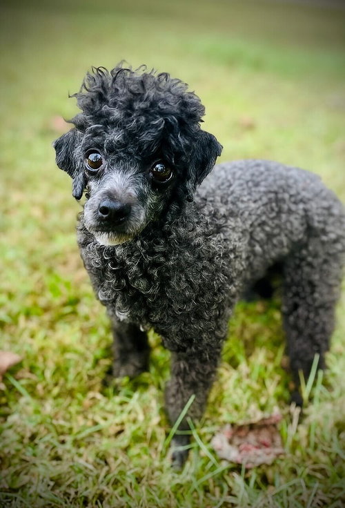 VALKYRIE AUG 25 - IN FOSTER IN RALEIGH, NC - Poodle (Toy) available for adoption