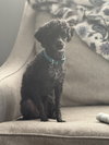 Valkyrie Aug 25 - In Foster in Raleigh, NC - Photo 1