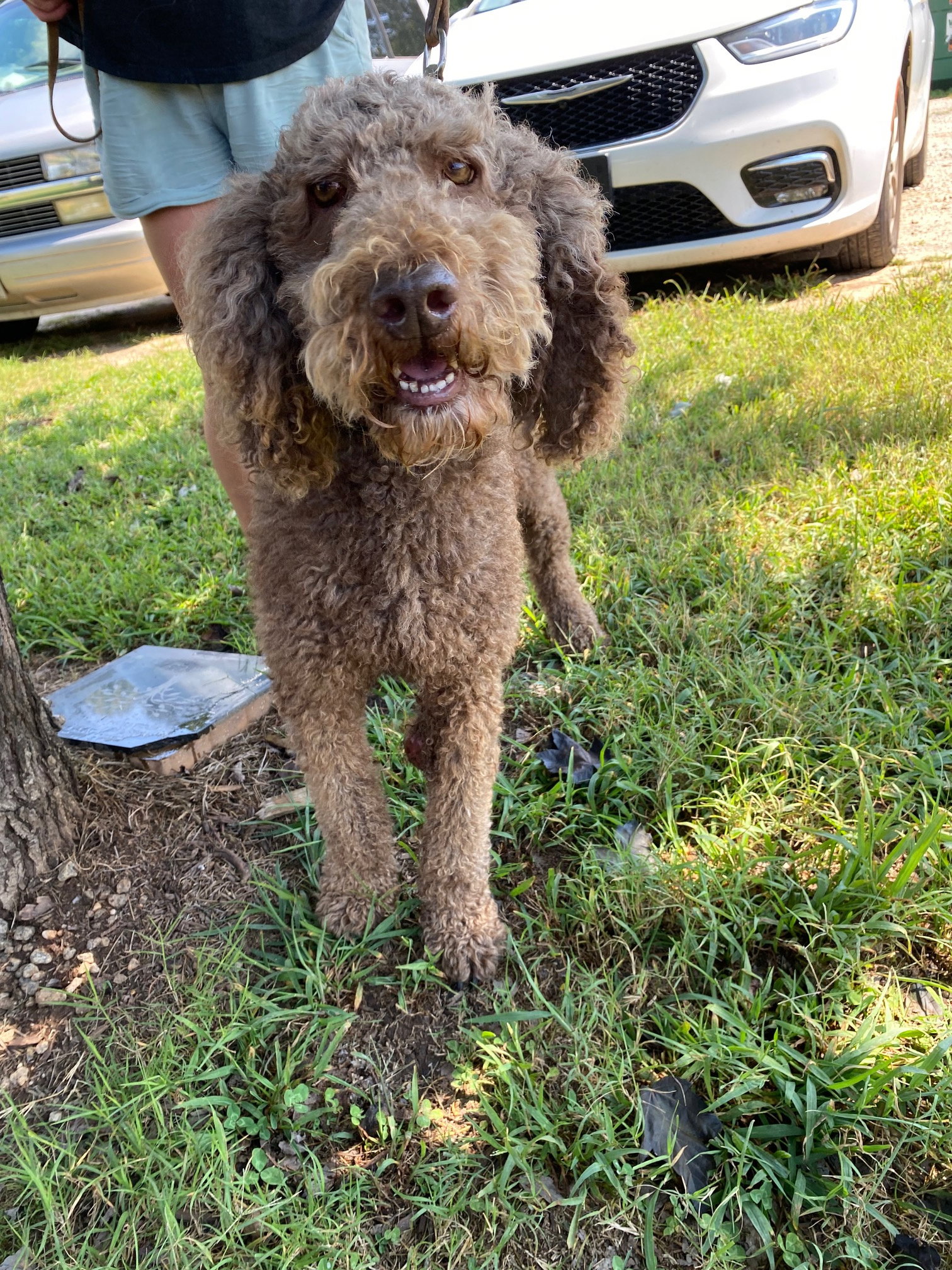 Dog Image