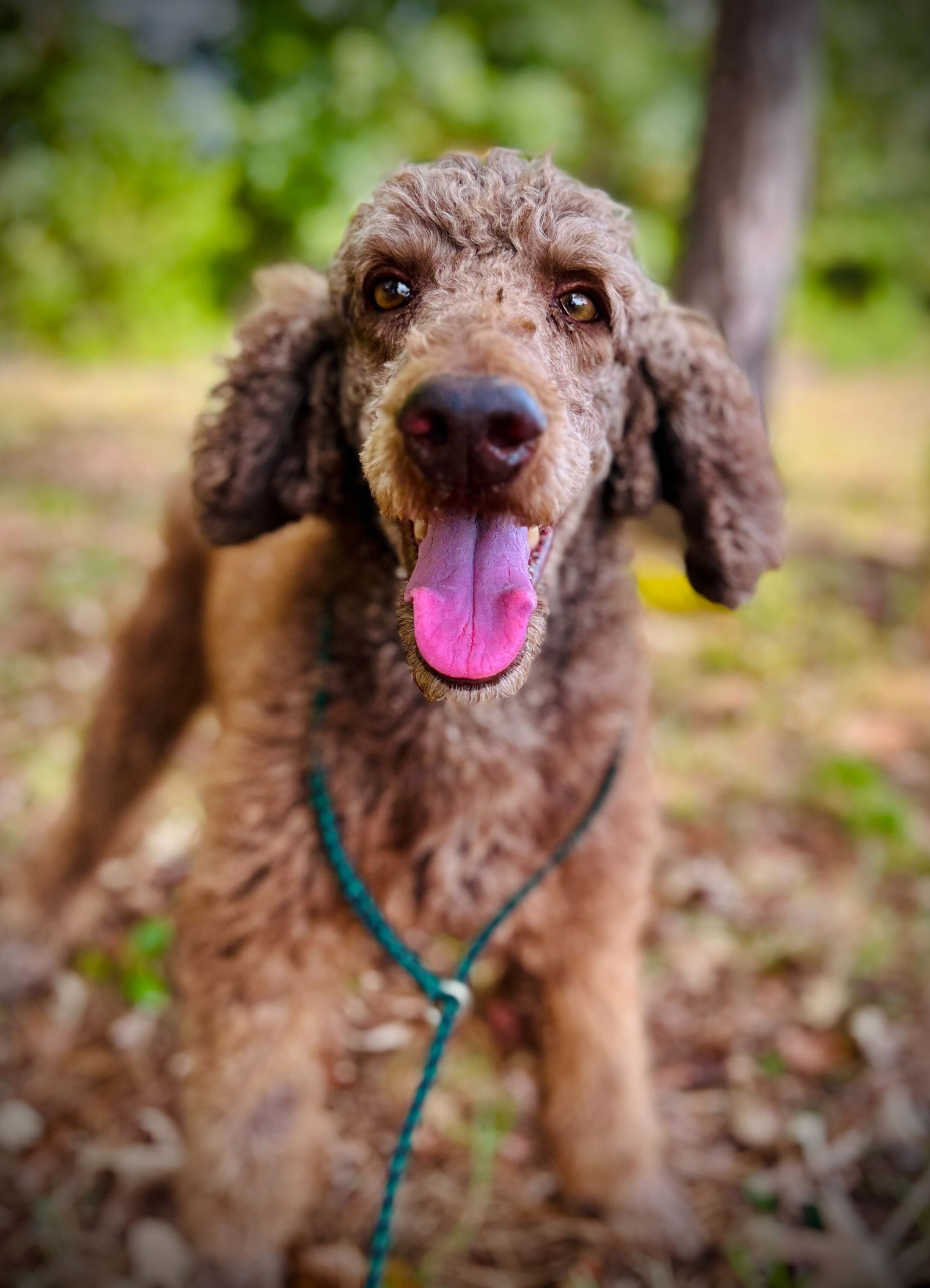 Dog Image