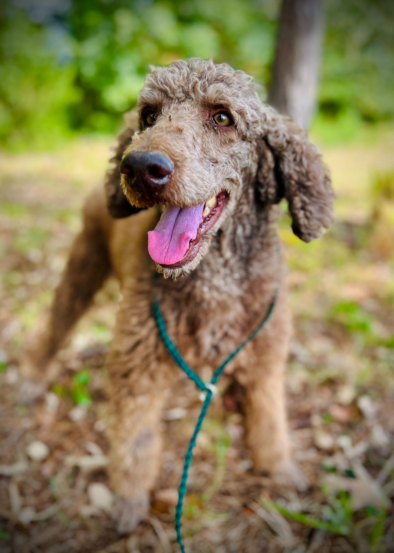 Dog Image