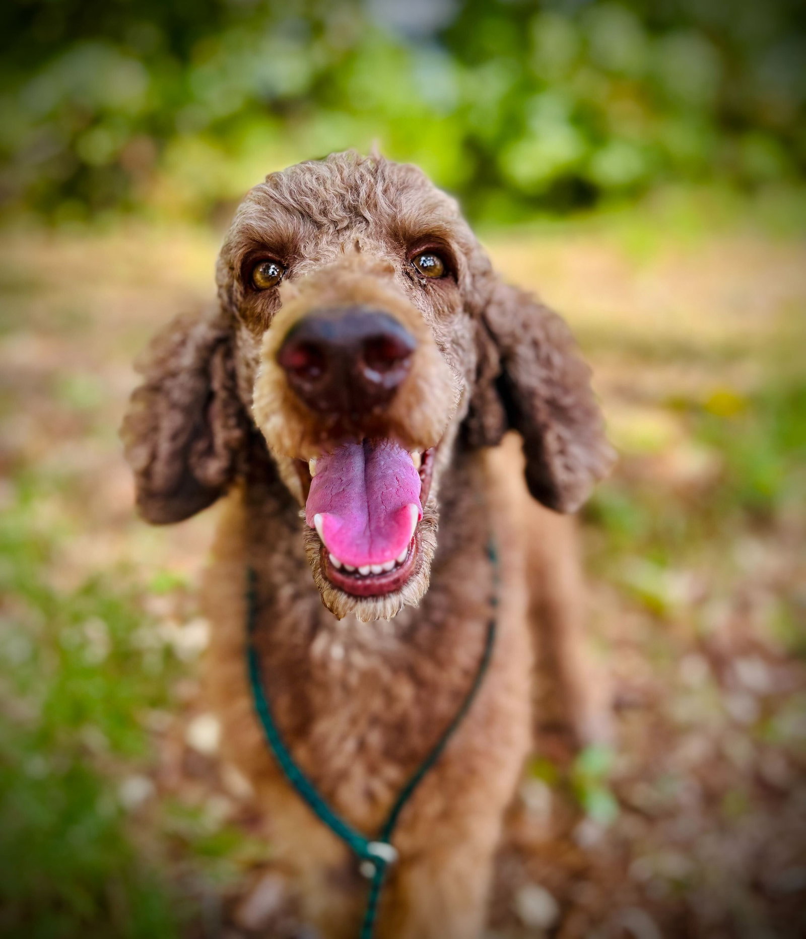 Dog Image