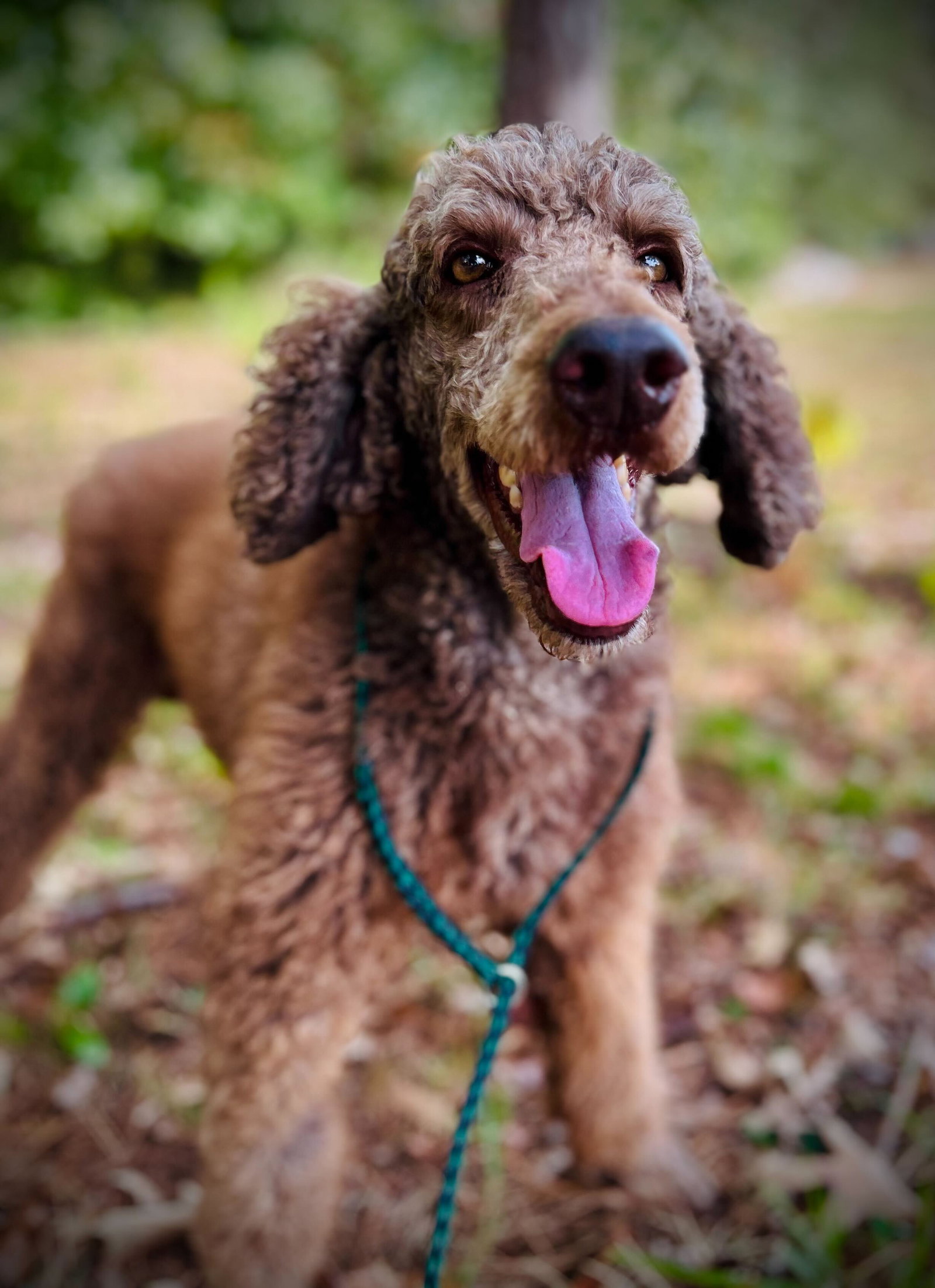 Dog Image