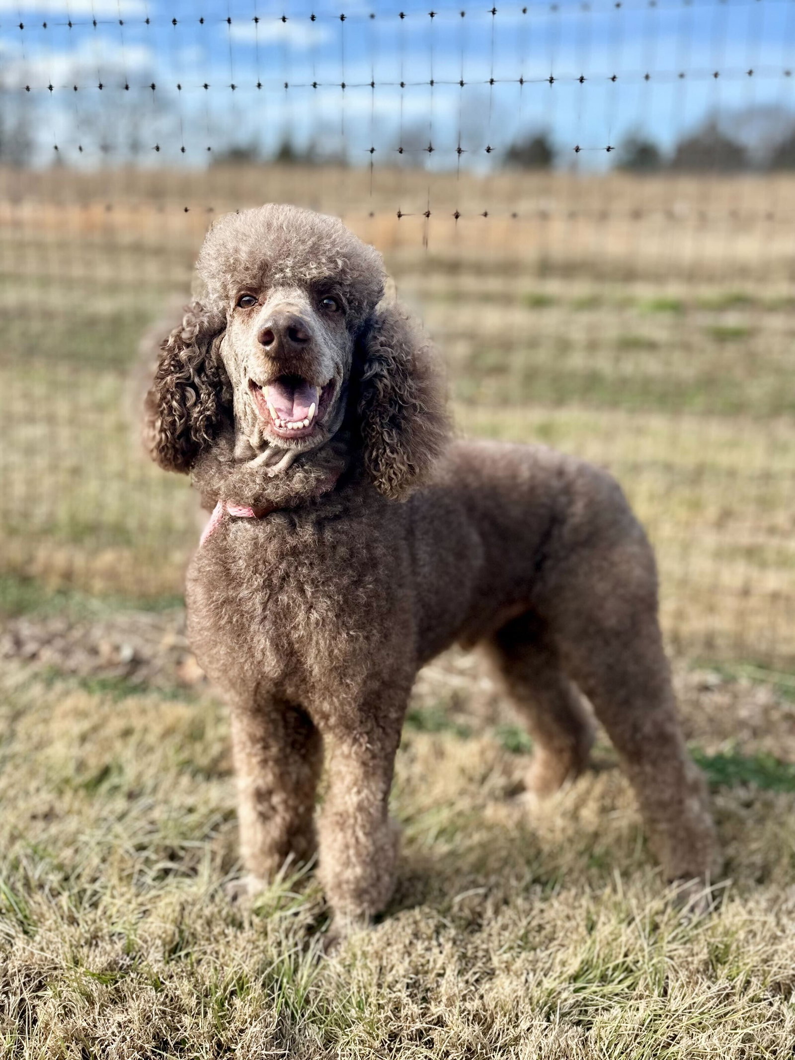 <strong> Abe Sep 25</strong> <br/> <small>Poodle (Standard) (long coat)</small>