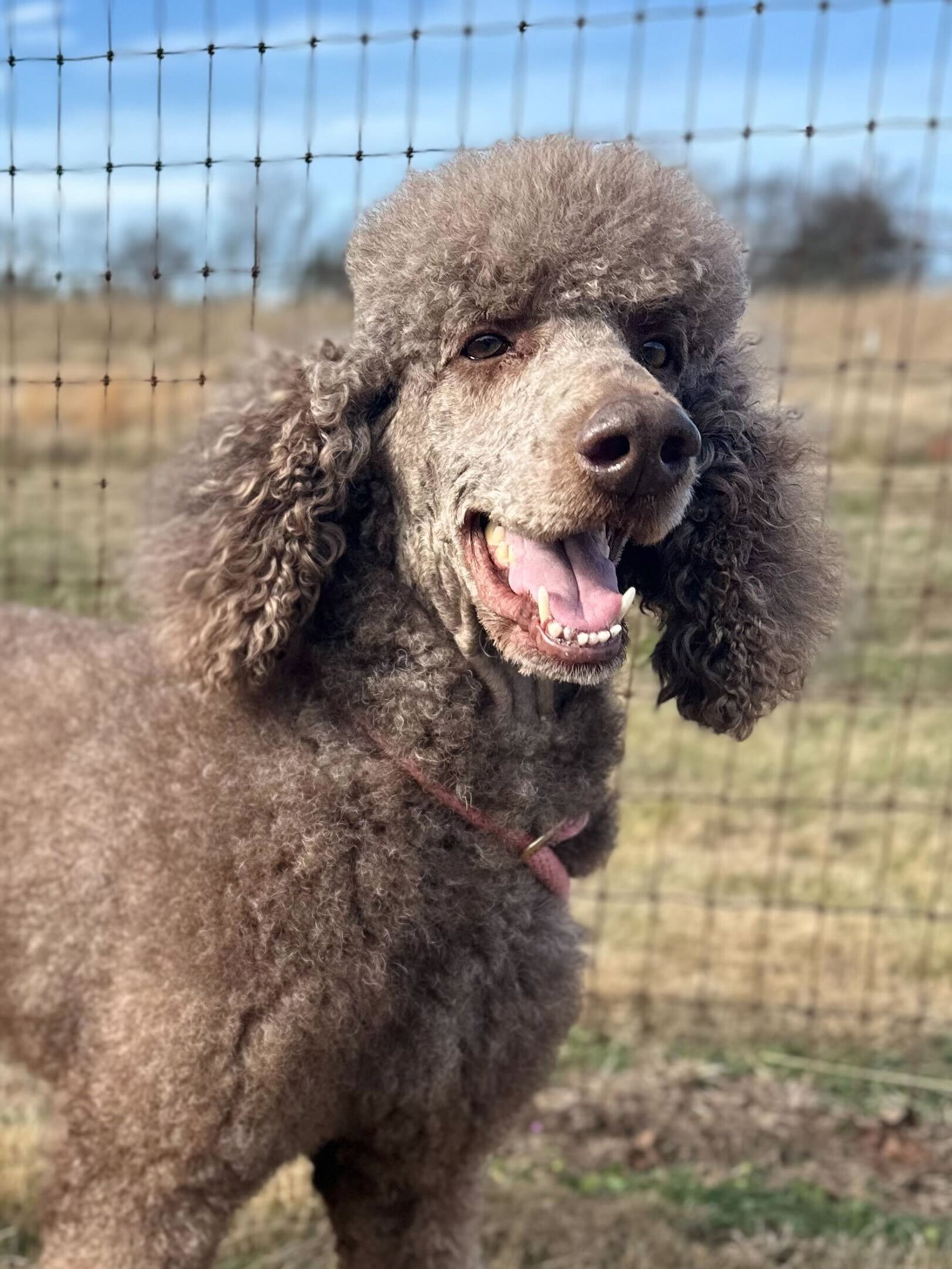 Dog Image