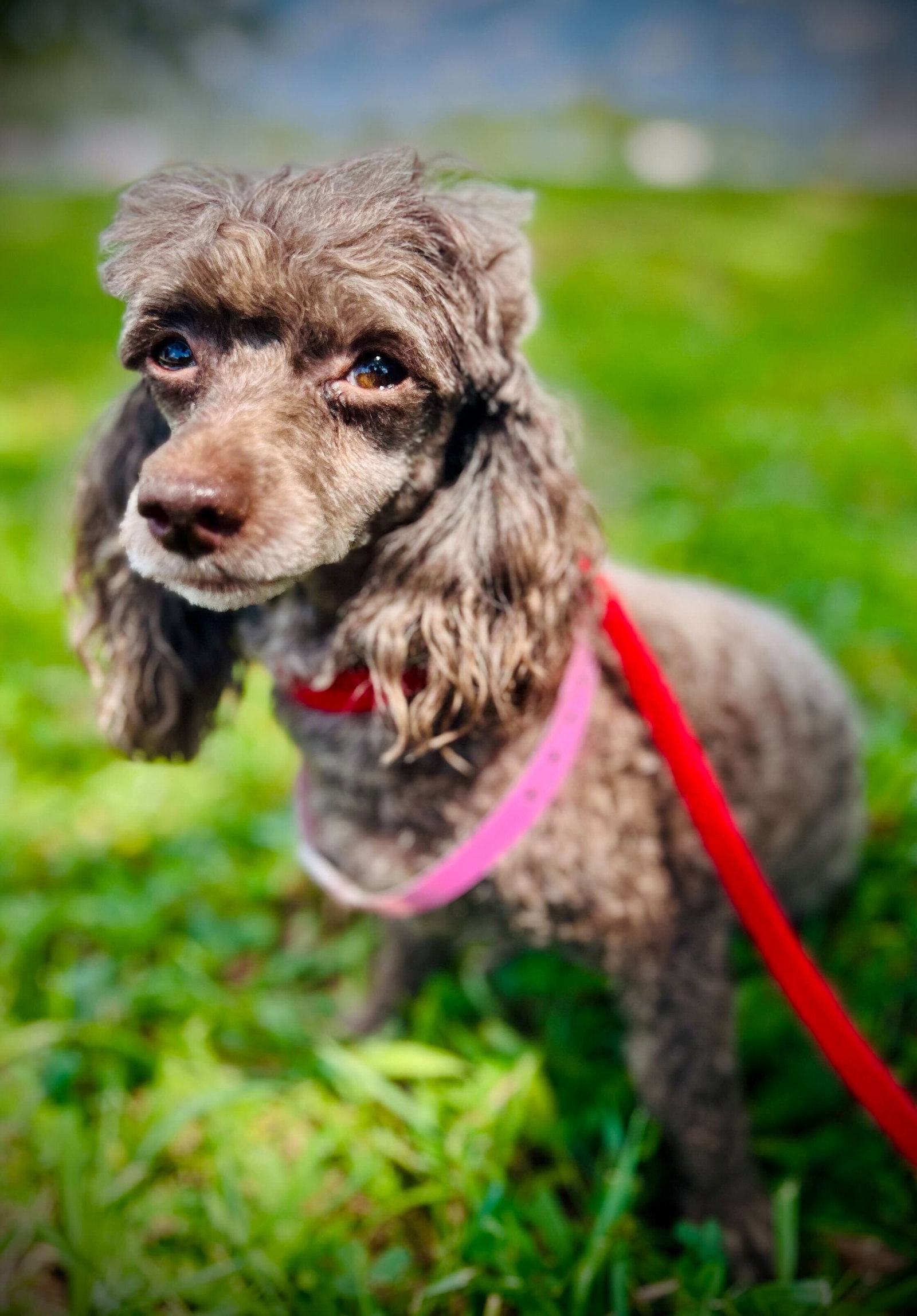 Dog Image