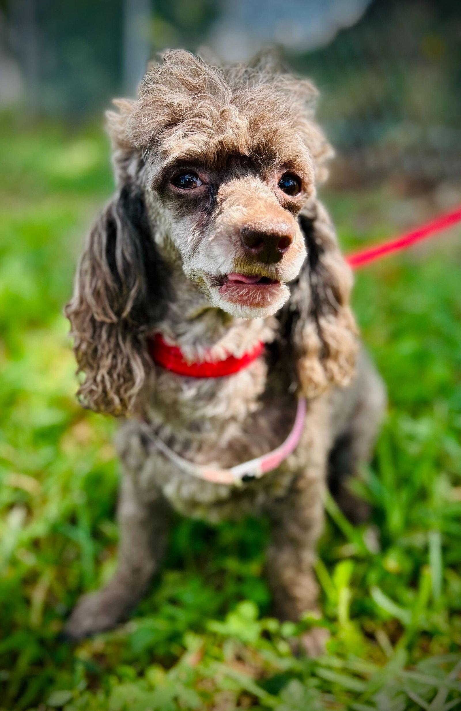 Dog Image