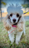 Molly Sep 25 - In Foster in Myrtle Beach SC - Photo 1