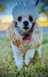 Molly Sep 25 - In Foster in Myrtle Beach SC - Photo 4