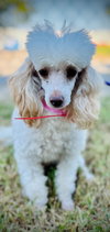 Molly Sep 25 - In Foster in Myrtle Beach SC - Photo 5