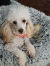 Molly Sep 25 - In Foster in Myrtle Beach SC - Photo 2