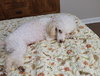 Molly Sep 25 - In Foster in Myrtle Beach SC - Photo 3