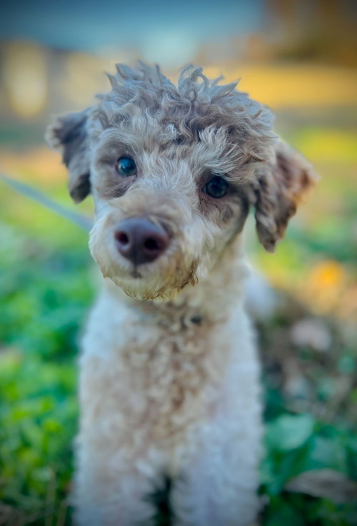 picture of the dog needing adoption