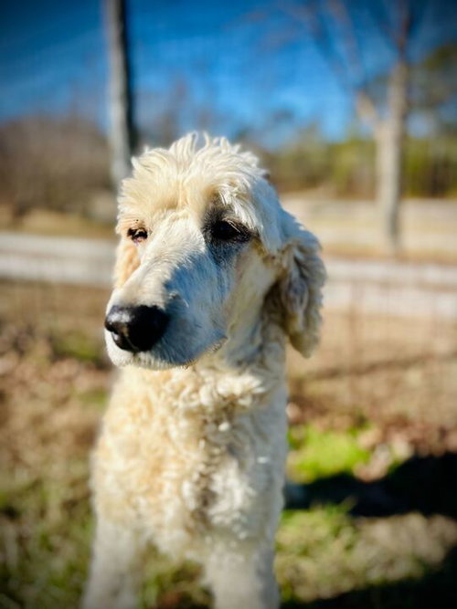 COCONUT SEP 25 - Poodle (Standard) available for adoption