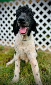 Draco - Sep 25 - Photo 2