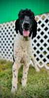 Draco - Sep 25 - Photo 3