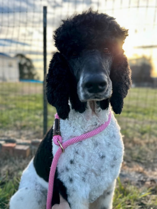 DRACO - SEP 25 - Poodle (Standard) available for adoption