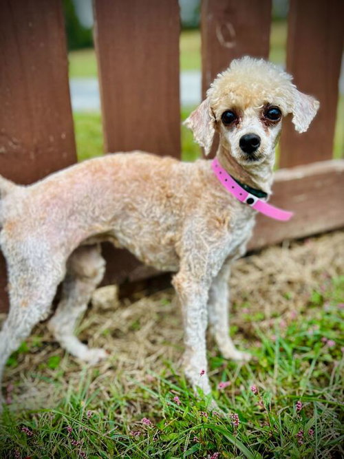 picture of the dog needing adoption