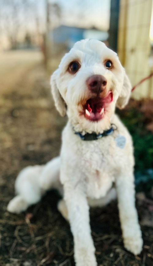 picture of the dog needing adoption